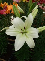 [4080 Sotara VH No102.JPG]